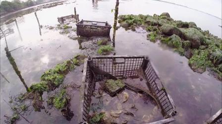 Video thumbnail: WEDU Quest 103: Oyster Science
