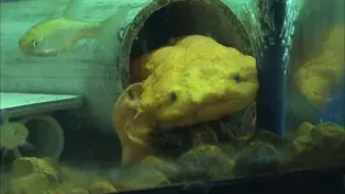 105: Hellbender Salamander