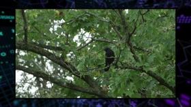 Video thumbnail: WEDU Quest 111: Do Crows Mourn?