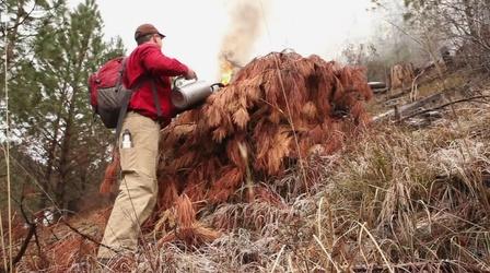 Video thumbnail: WEDU Quest 202: Fire Ecology