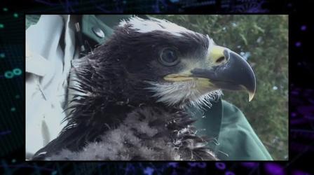 Video thumbnail: WEDU Quest 204: Saving the Bald Eagle