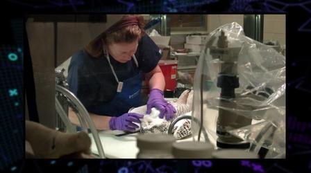 Video thumbnail: WEDU Quest 205: Critter Crime Lab