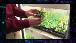 208: Plants in Space
