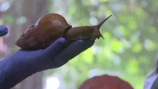 212: Invasive Species