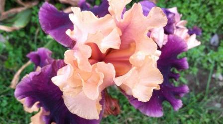 Video thumbnail: Heartland Highways Prairie Iris Society, Danville Stadium, Laker Stadium