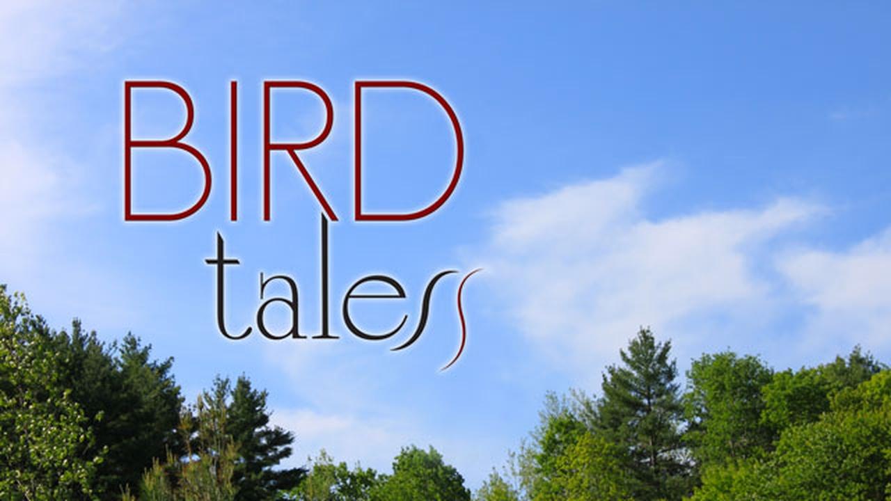 Bird Tales | Bird Tales