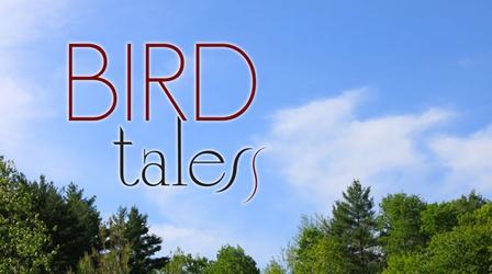Video thumbnail: Bird Tales Bird Tales