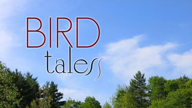 Bird Tales