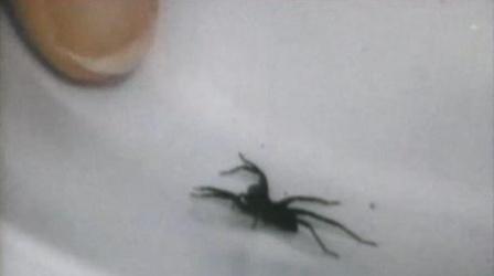 Video thumbnail: Up Close & Natural Animals Without Backbones