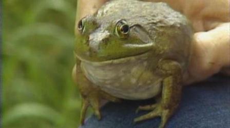 Video thumbnail: Up Close & Natural Frogs, Toads, and Salamanders