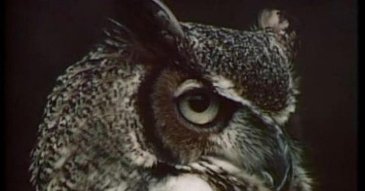 Up Close & Natural | What is a Bird?