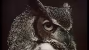 What is a Bird?