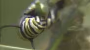 Insects