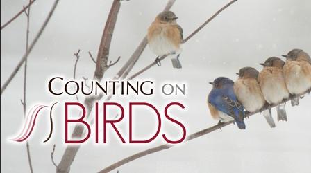 Video thumbnail: Counting On Birds Counting On Birds