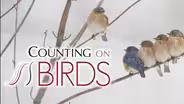 Counting On Birds