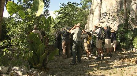 Video thumbnail: Counting On Birds Finding Birds in Cuba
