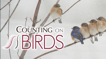 Video thumbnail: Counting On Birds Counting On Birds (Preview)