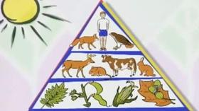 Video thumbnail: NatureWorks The Wildlife Web 2: Herbivores and Carnivores
