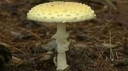 Video thumbnail: NatureWorks Decomposers and Scavengers