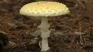 Decomposers and Scavengers