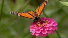 Video thumbnail: NatureWorks The Wildlife Web 1: Producers and Herbivores