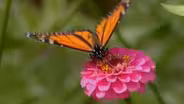 The Wildlife Web 1: Producers and Herbivores
