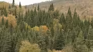 Terrestrial Communities