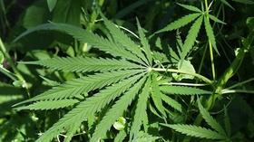 Video thumbnail: NH Outlook HB 442: Medical Marijuana