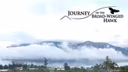 Journey of the Broad-Winged Hawk