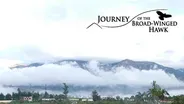 Journey of the Broad-Winged Hawk