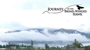 Journey of the Broad-Winged Hawk