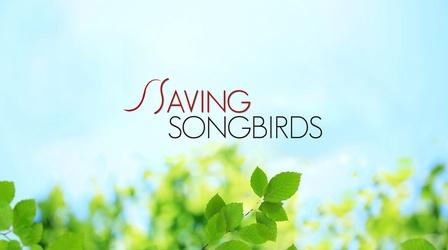 Video thumbnail: Saving Songbirds Saving Songbirds