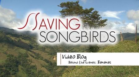 Video thumbnail: Saving Songbirds Saving Songbirds | Bananas