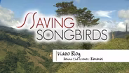 Saving Songbirds | Bananas