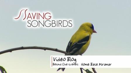 Video thumbnail: Saving Songbirds Saving Songbirds | Home Base Miramar