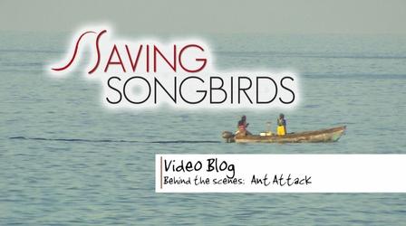Video thumbnail: Saving Songbirds Saving Songbirds | Ant Attack