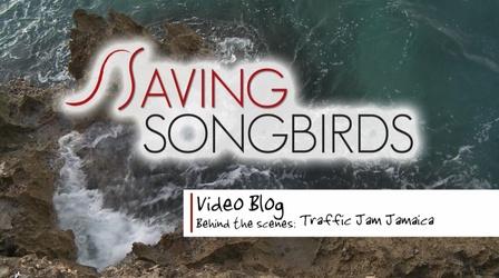 Video thumbnail: Saving Songbirds Saving Songbirds | Jamaican Traffic Jam