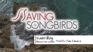 Saving Songbirds | Jamaican Traffic Jam