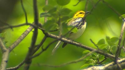 Saving Songbirds | Preview Trailer