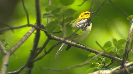 Video thumbnail: Saving Songbirds Saving Songbirds | Preview Trailer