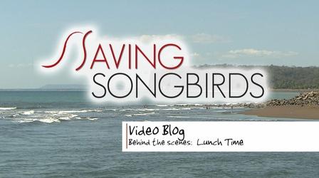 Video thumbnail: Saving Songbirds Saving Songbirds |  Lunch Time in Costa Rica