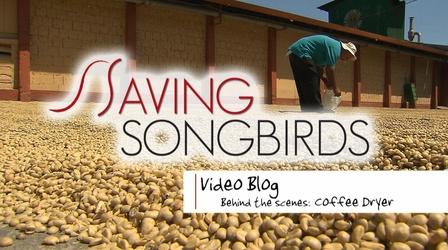 Video thumbnail: Saving Songbirds Saving Songbirds | Coffee Dryer