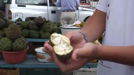 Video thumbnail: Journey of the Broad-Winged Hawk Fruit!