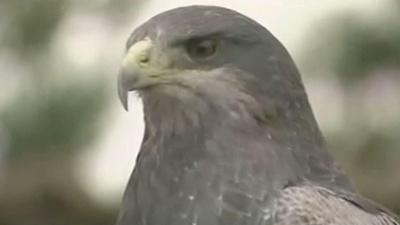 Journey of the Broad-winged Hawk Preview
