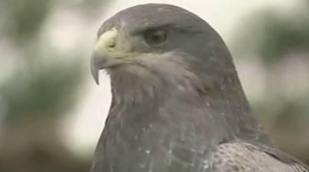 Video thumbnail: Journey of the Broad-Winged Hawk Journey of the Broad-winged Hawk Preview