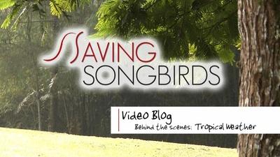 Saving Songbirds | Tropical Weather