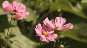 Video thumbnail: Planet Granite UNH-COLSA/Tuttle series | Lawn Alternatives