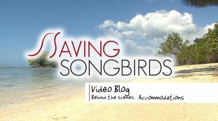 Video thumbnail: Saving Songbirds Saving Songbirds | Accommodations