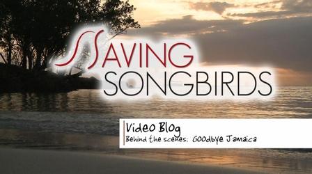 Video thumbnail: Saving Songbirds Saving Songbirds | Goodbye Jamaica