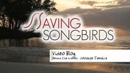 Saving Songbirds | Goodbye Jamaica